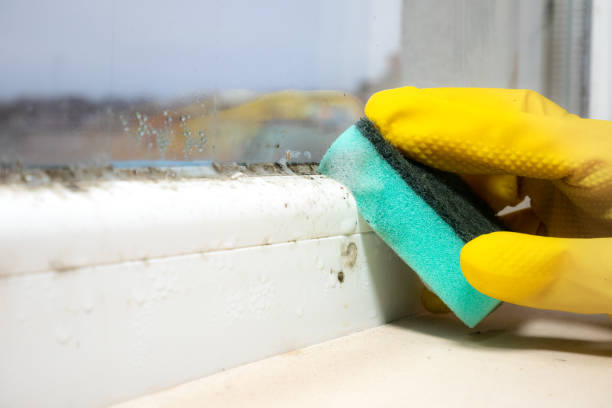 Best Mold Cleaning Services  in San Tan Valley, AZ