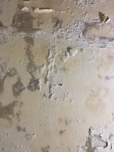 Crawl Space Mold Removal in San Tan Valley, AZ