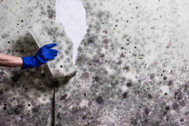 Mold Testing and Removal in San Tan Valley, AZ